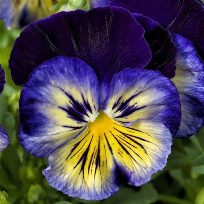 Pansy Seeds Pack of 50 - Delta Premium Blue Morpho Viola tricolor var. hortensis for Gardens & Containers