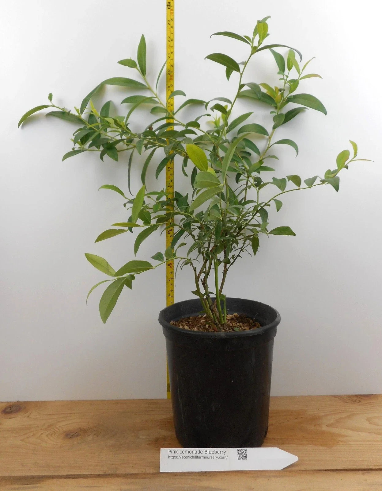 Pink Lemonade Citrus Plant - Large Gallon Container - 3-Year-Old Fruit-Bearing Shrub - Citrus × meyeri