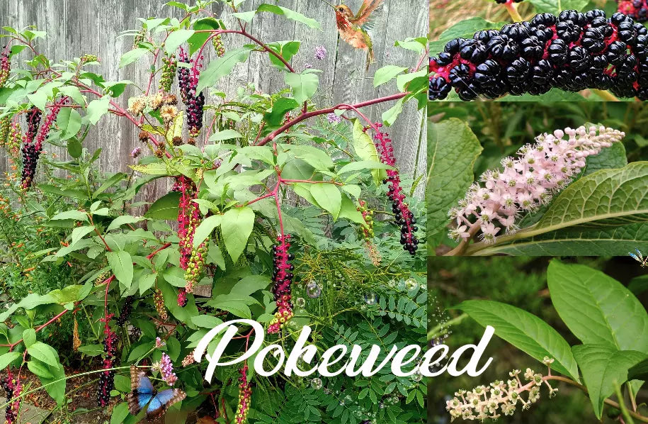 American Pokeweed Seeds, Phytolacca americana, 100 Fresh Seeds for Garden, Berries & Foliage, Wildlife Attractant