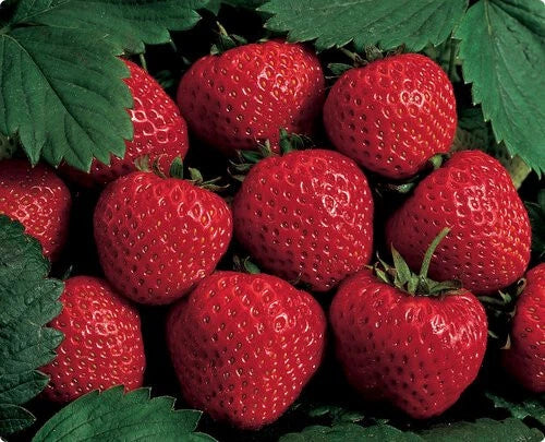Hardy Strawberry Plants (6) Bare Root June Bearers Large Delicious Berries Fragaria × ananassa Zone 4