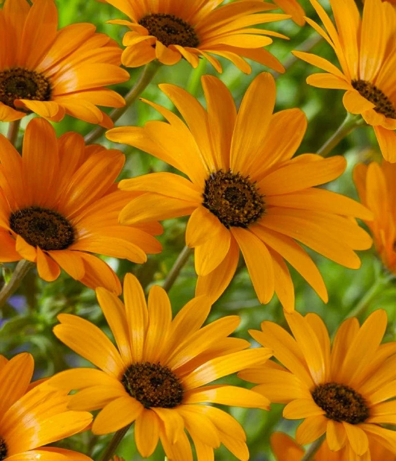African Daisy Seeds - 100+ Seeds, Vibrant Colors, Arctotis stoechadifolia, Full Sun, Easy to Grow, Garden Flowers