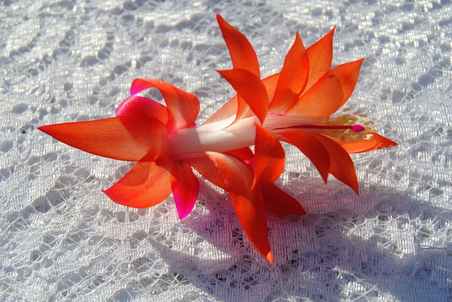 Christmas Cactus Starter Plant - Sunset Glow Schlumbergera Truncata - Well-Rooted Indoor Plant for Home Decor
