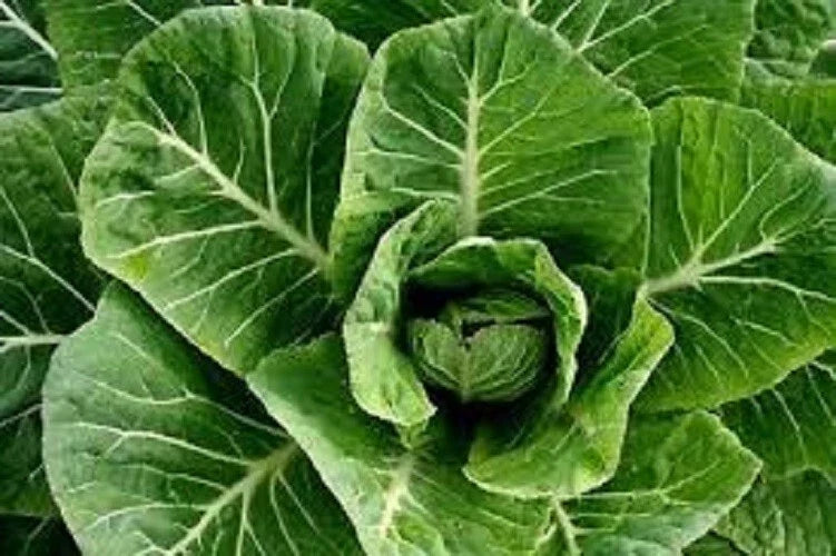 Collard Greens Seeds - Organic Champion Variety - Large Juicy Leaves - Non-GMO Brassica oleracea
