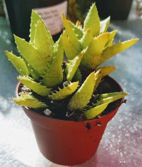 Aloe Juvenna 'Tiger Tooth' - 2" Starter Plant Pot - Easy Care Succulent with Green Foliage
