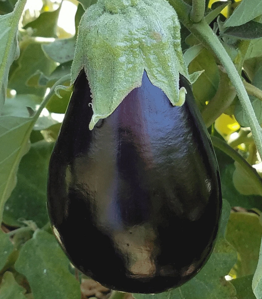 Black Beauty Eggplant Seeds 100+ Pack | Heirloom Solanum melongena for Garden