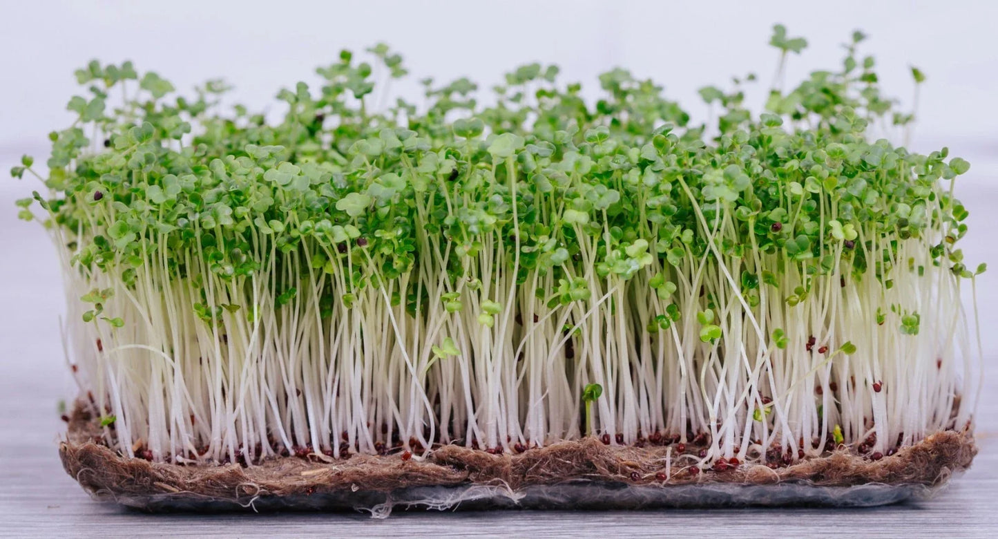 Pak Choi Microgreen Seeds - 40,000+ Brassica rapa Subsp. chinensis for Indoor & Outdoor Gardening