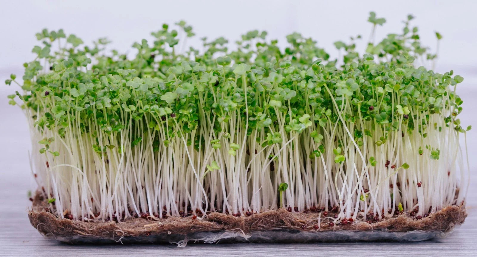 Pak Choi Microgreen Seeds - 40,000+ Brassica rapa Subsp. chinensis for Indoor & Outdoor Gardening