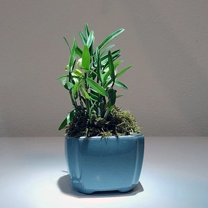 Dendrobium Mini Bonsai Plant in Pot - Huoshan Mizhu Orchid for Home Decor - Epiphytic Orchid, Indoor Air Purifier