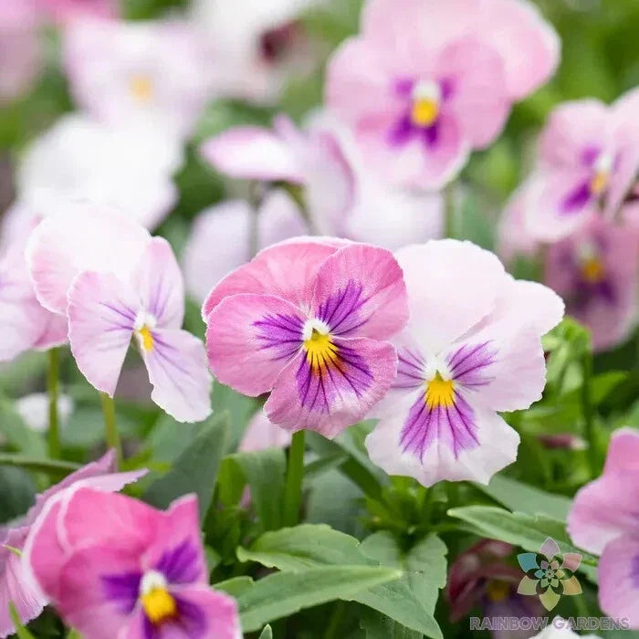 Panola Pink Shades Mix Pansy Seeds - Viola tricolor var. hortensis - Garden Flower Seeds, 200+ Count