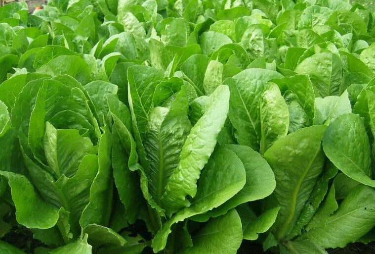 Romaine Lettuce Seeds 1000+ Parris Island Cos Organic Lactuca sativa Heat Tolerant for Vegetable Gardening