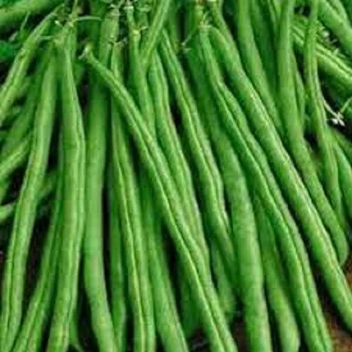 Premium Tendergreen Improved Stringless Bush Bean Seeds - Non-GMO, High Yield Vegetable Garden Variety