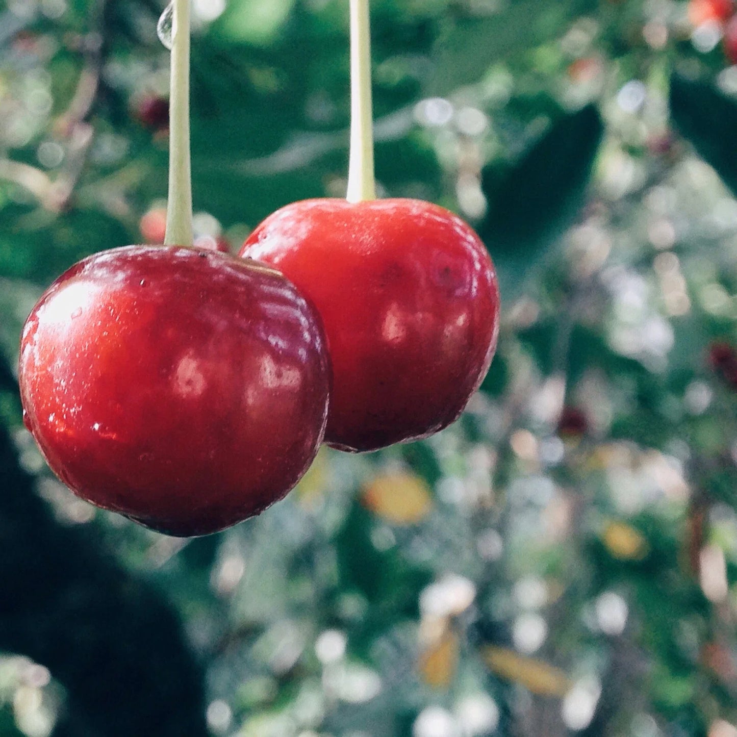 Evans Cherry Tree Seeds - 20 Pack - Tart Fruit for Baking & Preserves - Prunus cerasus 'Evans' - Edible Cherry Seeds for Garden