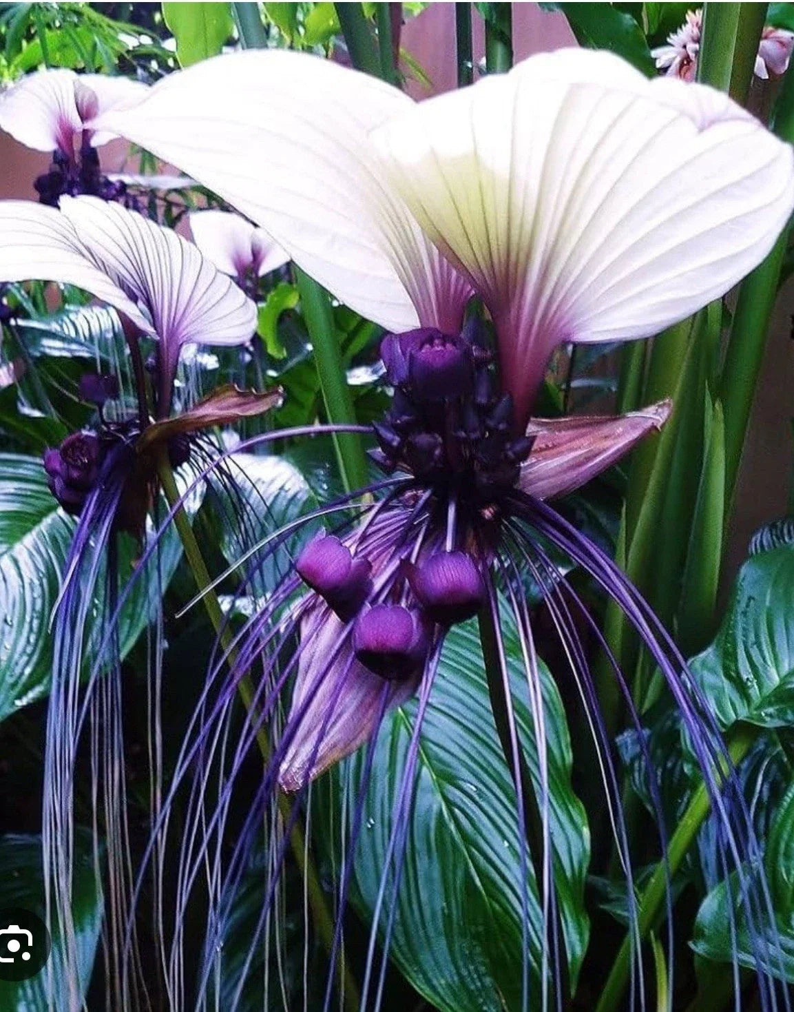 White Bat Flower Starter Plant - Tacca integrifolia - Black Lily - Small Rooted Indoor Garden Plant