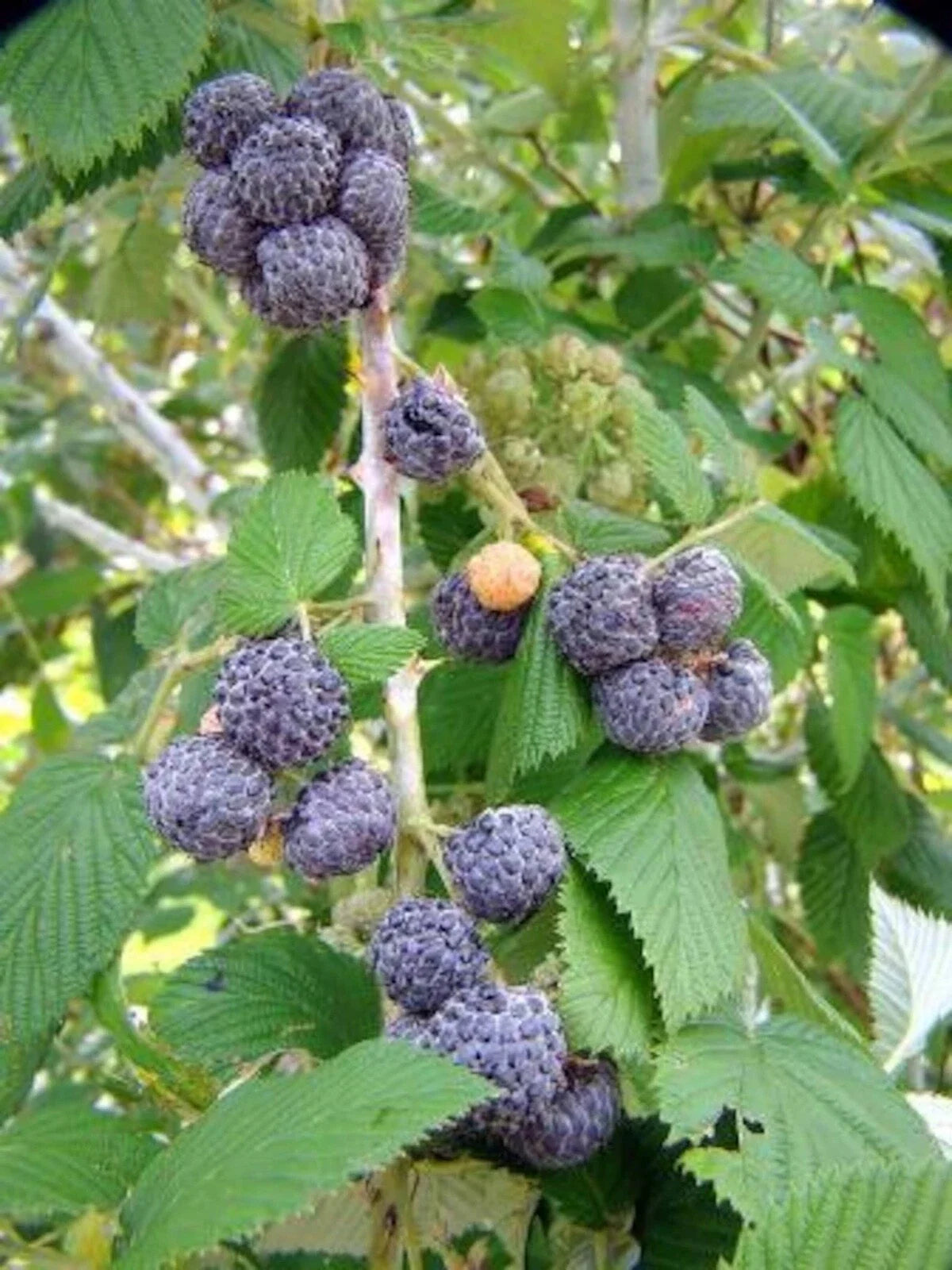 Black Raspberry Plant Starter - Bare Root Mysore Rubus Niveus Edible Fruit, USDA Zones 9-11