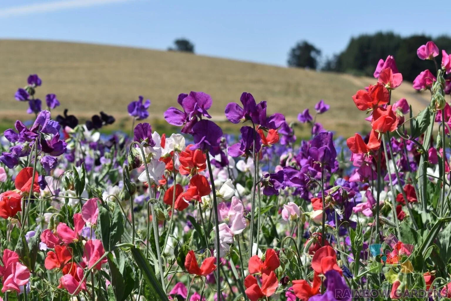 Knee-High Sweet Pea Seeds - Mix Color, Fragrant, Lathyrus odoratus, Annual Garden Planting, 50+ Pack, USA Shipping