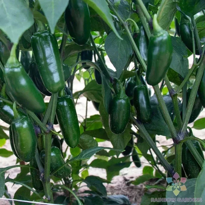 Capitan F1 Hot Pepper Seeds – 25+ Capsicum annuum Spicy Pepper Seeds for Garden, Indoor & Pot Planting