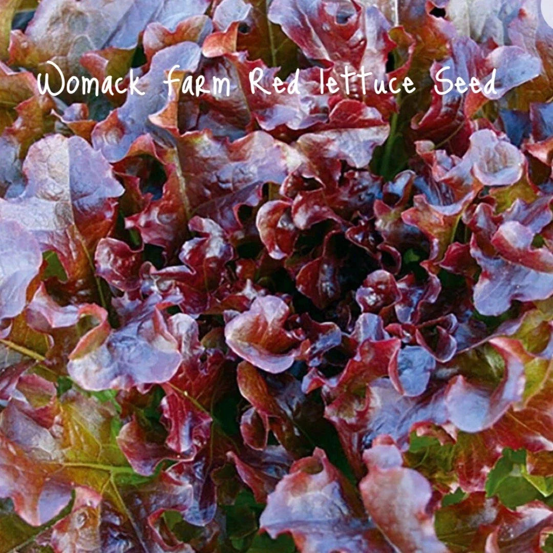Salad Bowl Red Lettuce Seeds – Organic, Non-GMO, Heirloom, 150+ Lactuca sativa for Home Gardening & Salad Gardens