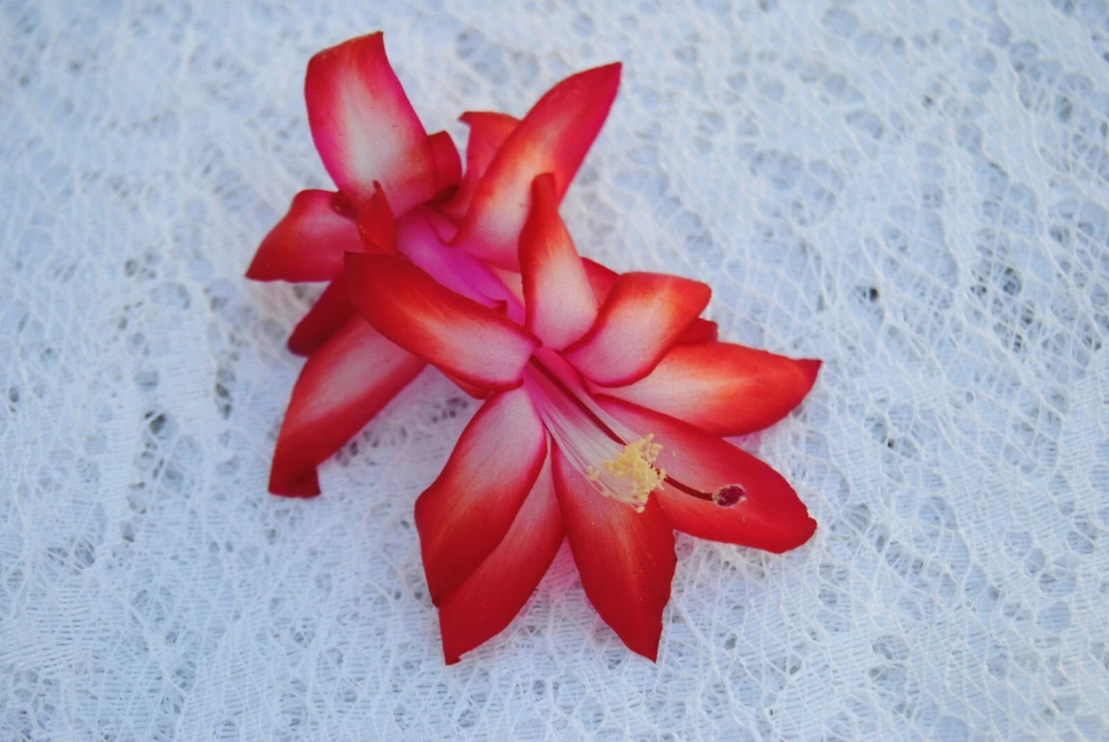 Christmas Cactus Starter Plant - Sunburst Fantasy Schlumbergera Truncata - Well-Rooted Indoor Plant for Holidays