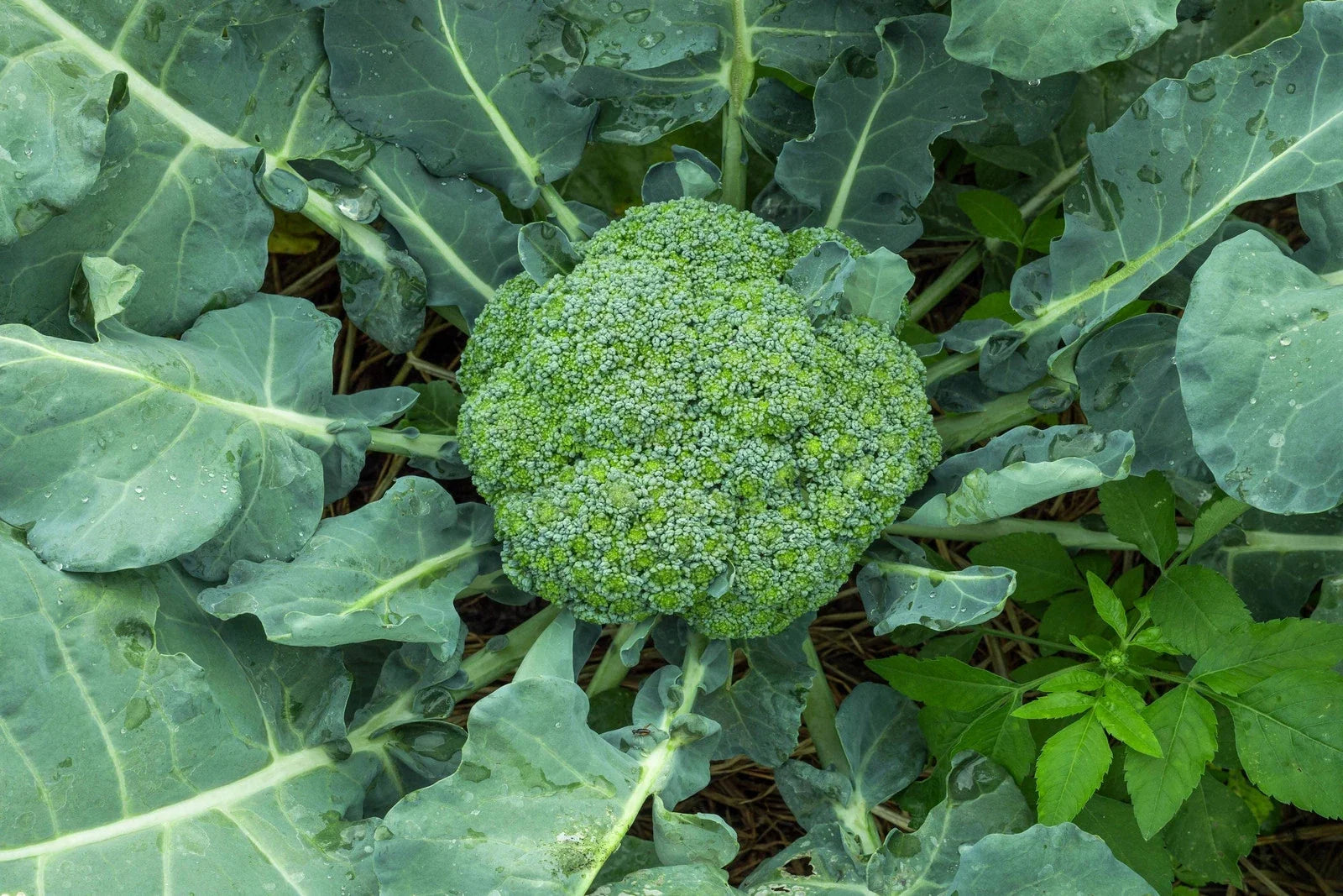 Waltham 29 Broccoli Seeds - Non-GMO Heirloom Brassica oleracea for Backyard Gardening, Vegetable Seeds, Full Sun, Easy Grow