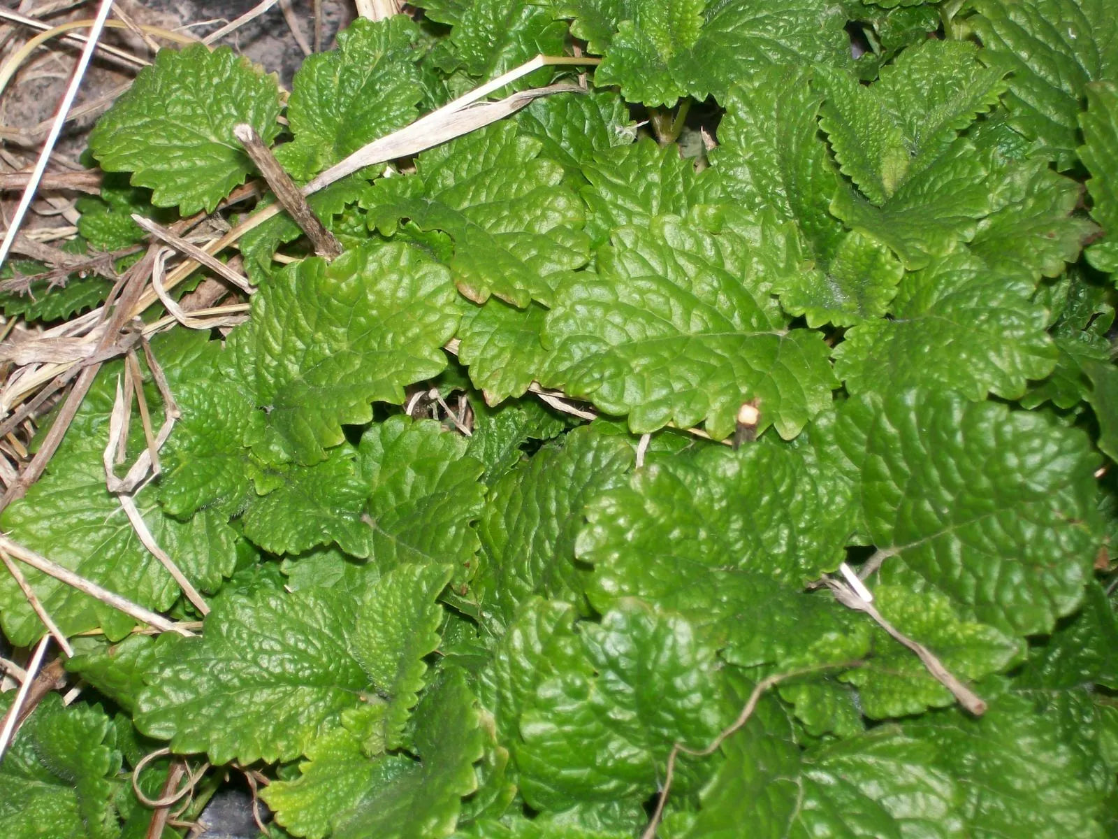 Spearmint Live Starter Plants Set of 6, Mentha spicata, Perennial Herb for Garden, Aromatic, Full Sun to Partial Shade