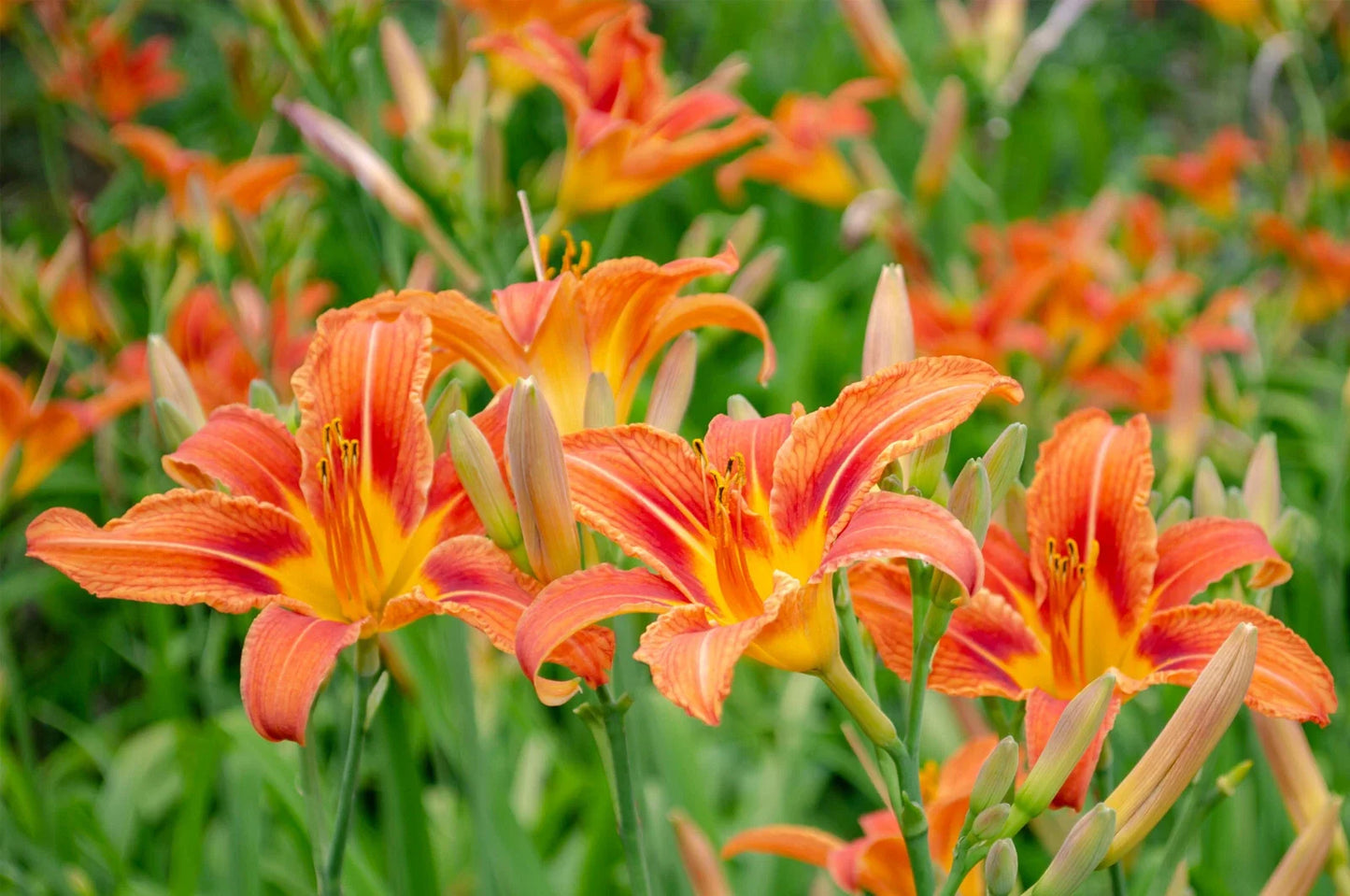 Organic Perennial Orange Daylilies Plants - Hemerocallis fulva - Easy to Grow, Edible, Butterfly Attracting, Low Maintenance