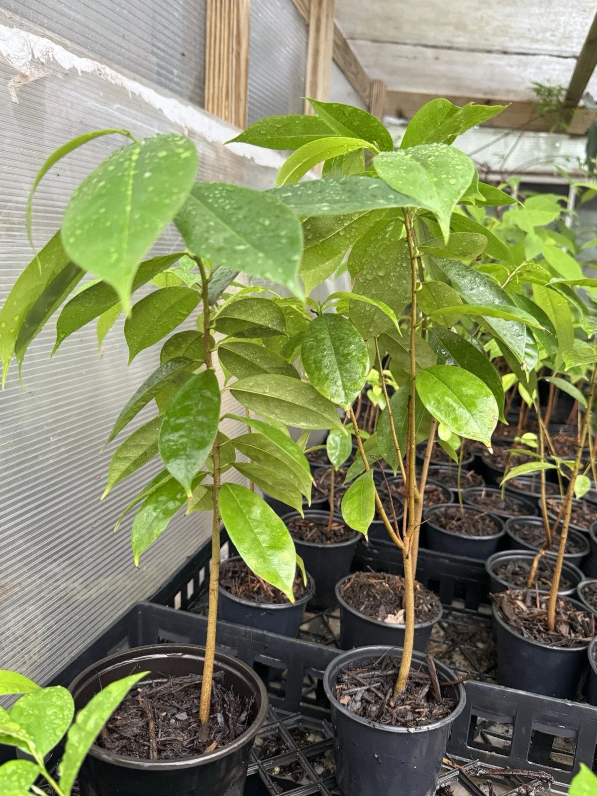Well Rooted Soursop Tree in Pot - Annona muricata - Tropical Fruit Plant for Garden or Indoor Growth