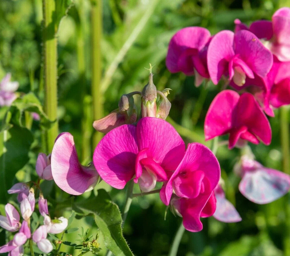 Polygala Myrtifolia Milkwort 7 Pack Live Plant Cuttings - Sweet Pea Bush with Pink, Blue, Purple, Green Foliage