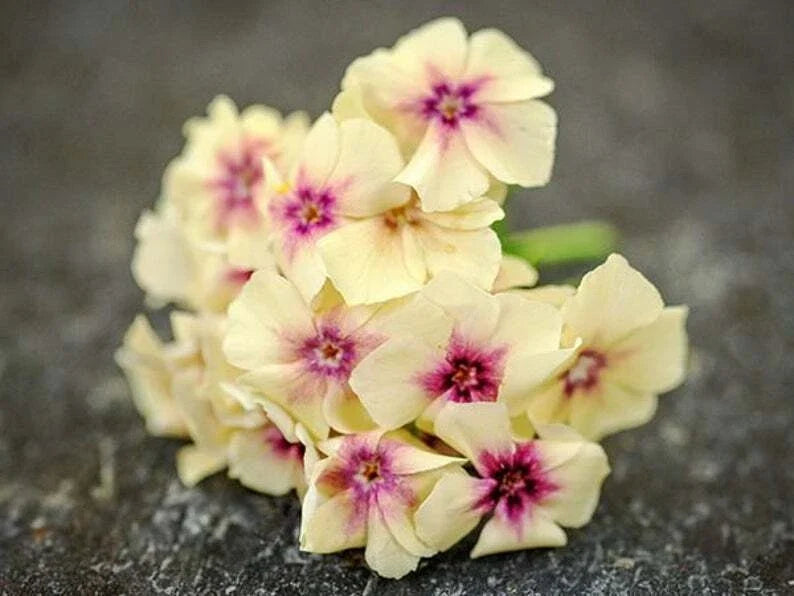 Yellow Pink Phlox Seeds – Perennial Flower Seeds for Borders & Garden – Phlox paniculata, 50 Seeds, Attracts Pollinators, Easy to Grow