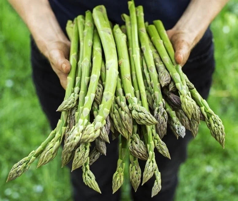 Jersey Giant Asparagus Bare Root Plants – 2-Year Crowns, Edible Vegetable, Asparagus officinalis, Home Garden, High Yield
