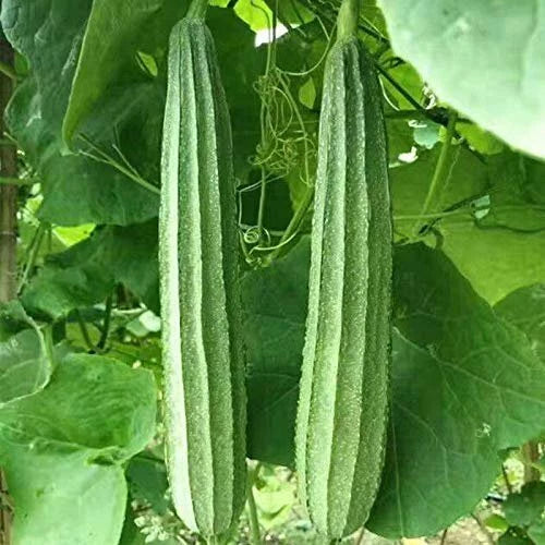 Ridged Sponge Gourd Seeds, Chinese Okra, Angled Luffa Gourd, Luffa acutangula, Vining, Non-GMO, 15+ Seeds