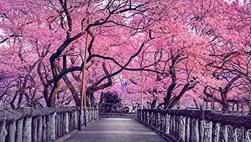 Sakura Tree Seeds - Cherry Blossom Prunus serrulata for Outdoor Garden or Bonsai Planting - 10 Pack