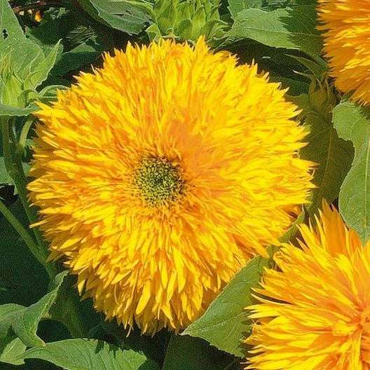 Sunflower Seeds Tall Teddy Bear Variety Non-GMO 100 Seeds Helianthus annuus Fluffy Blooms