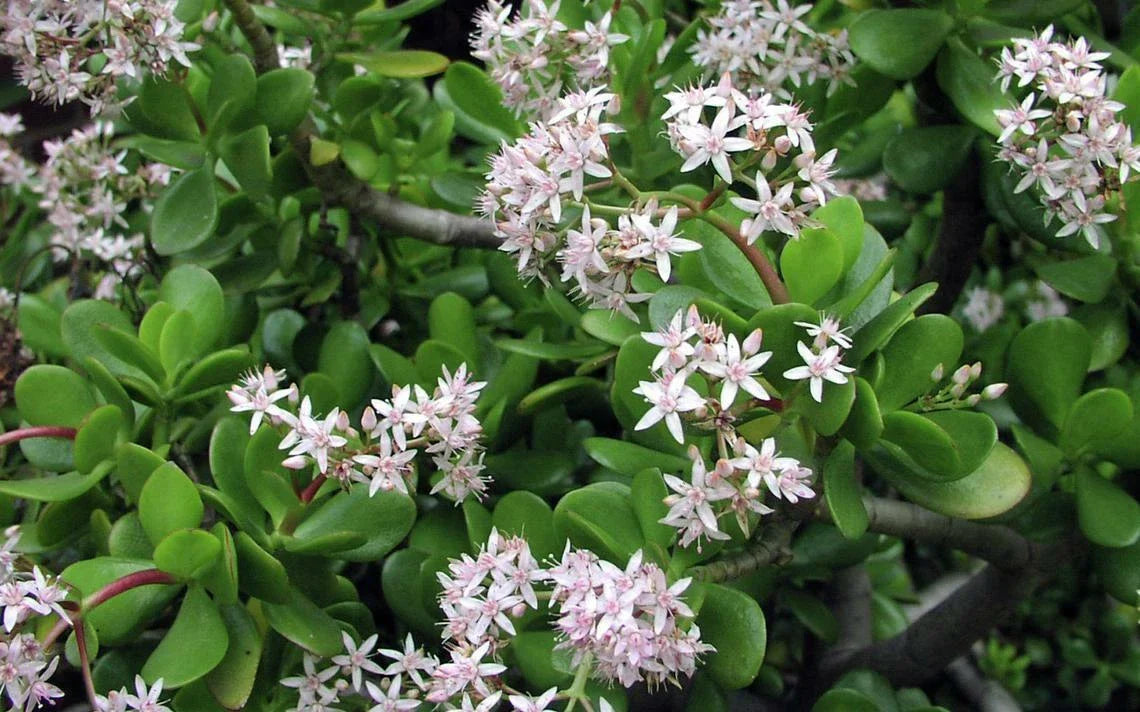 Green Jade Succulent Cuttings - Crassula Argentea - 10 Healthy Cuttings for Easy Propagation
