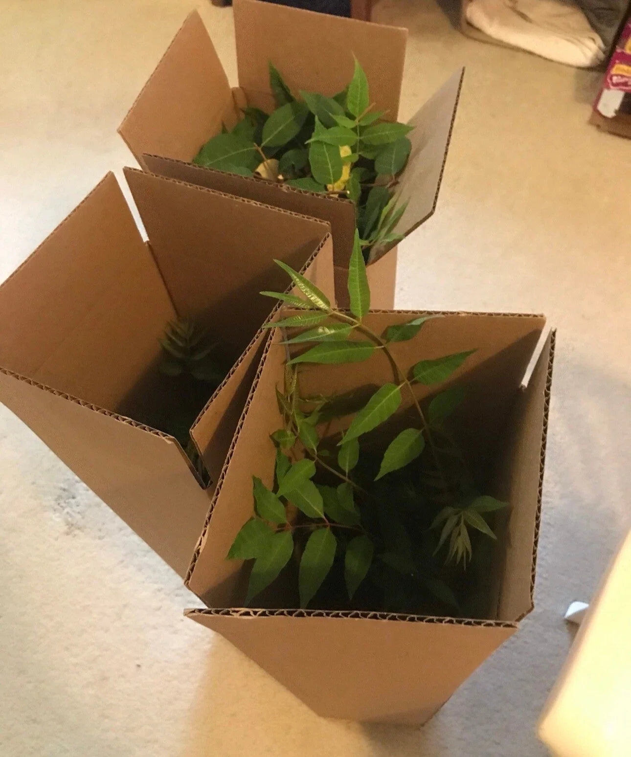 Chinese Toon Tree Seedlings - Bare Root 2-3 Years Old - Edible Toona sinensis Plants for Garden and Landscape