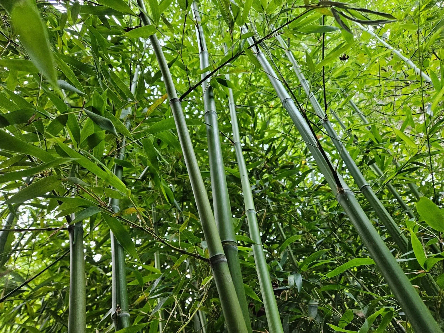 Live Rhizomes – Madake Bamboo Phyllostachys bambusoides for Privacy Screen & Landscaping