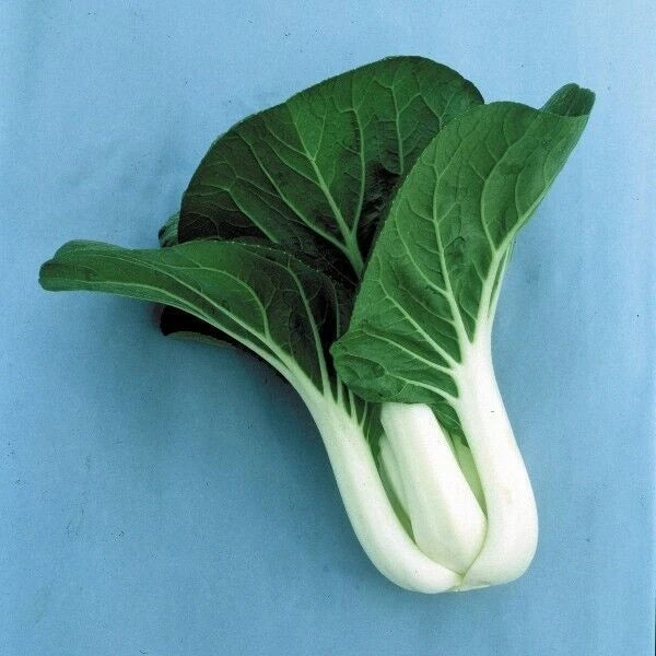 Cabbage Seeds 600+ Pack - Pak Choi White Stem Heirloom Non-GMO