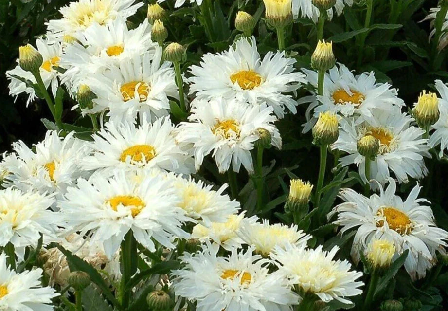 Shasta Daisy Seeds - Crazy Daisy Variety - Leucanthemum x superbum - 20 Pack
