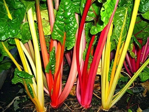 Swiss Chard Seeds - Bulk 2000 Seeds - Northern Lights Mix Heirloom Beta vulgaris subsp. cicla for Colorful Greens