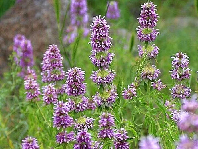 Lemon Mint Seeds - 100 Non-GMO Heirloom Herb Seeds for Culinary & Hummingbird Attraction - Mentha × piperita var. citrata