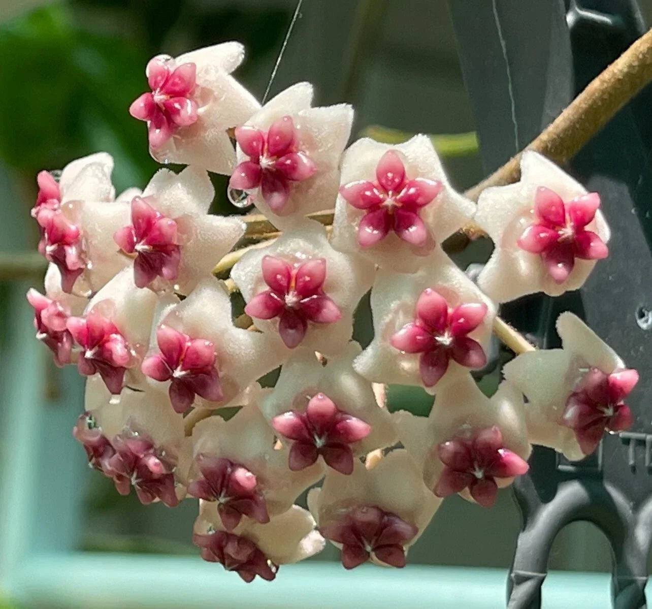 Hoya Obovata Splash Live Plant - 8-Inch Rare Variegated Indoor Tropical Vine