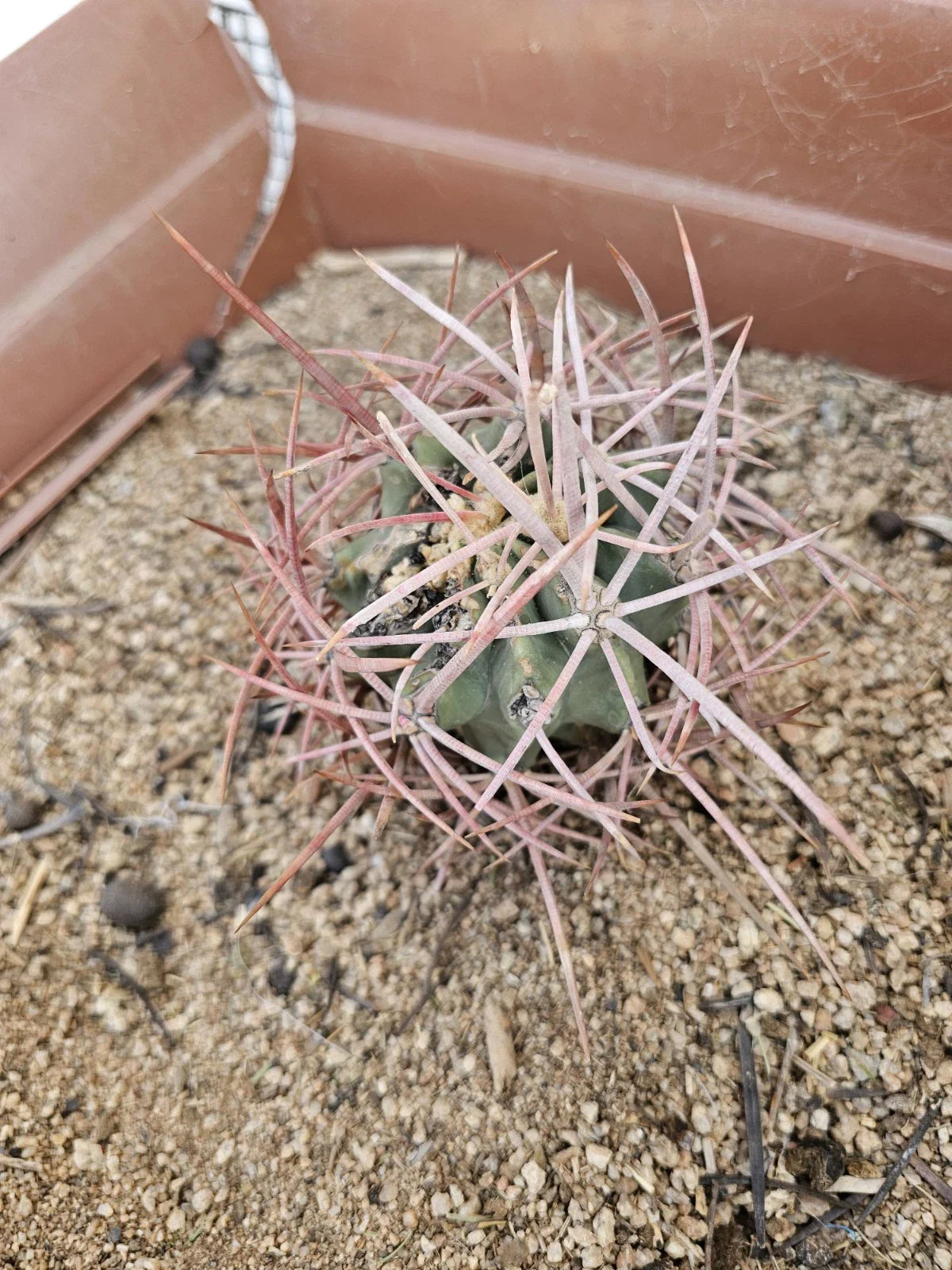 Echinocactus polycephalus Cactus 4-Inch Clustered Growth Indoor Outdoor Succulent Arizona Snowcap