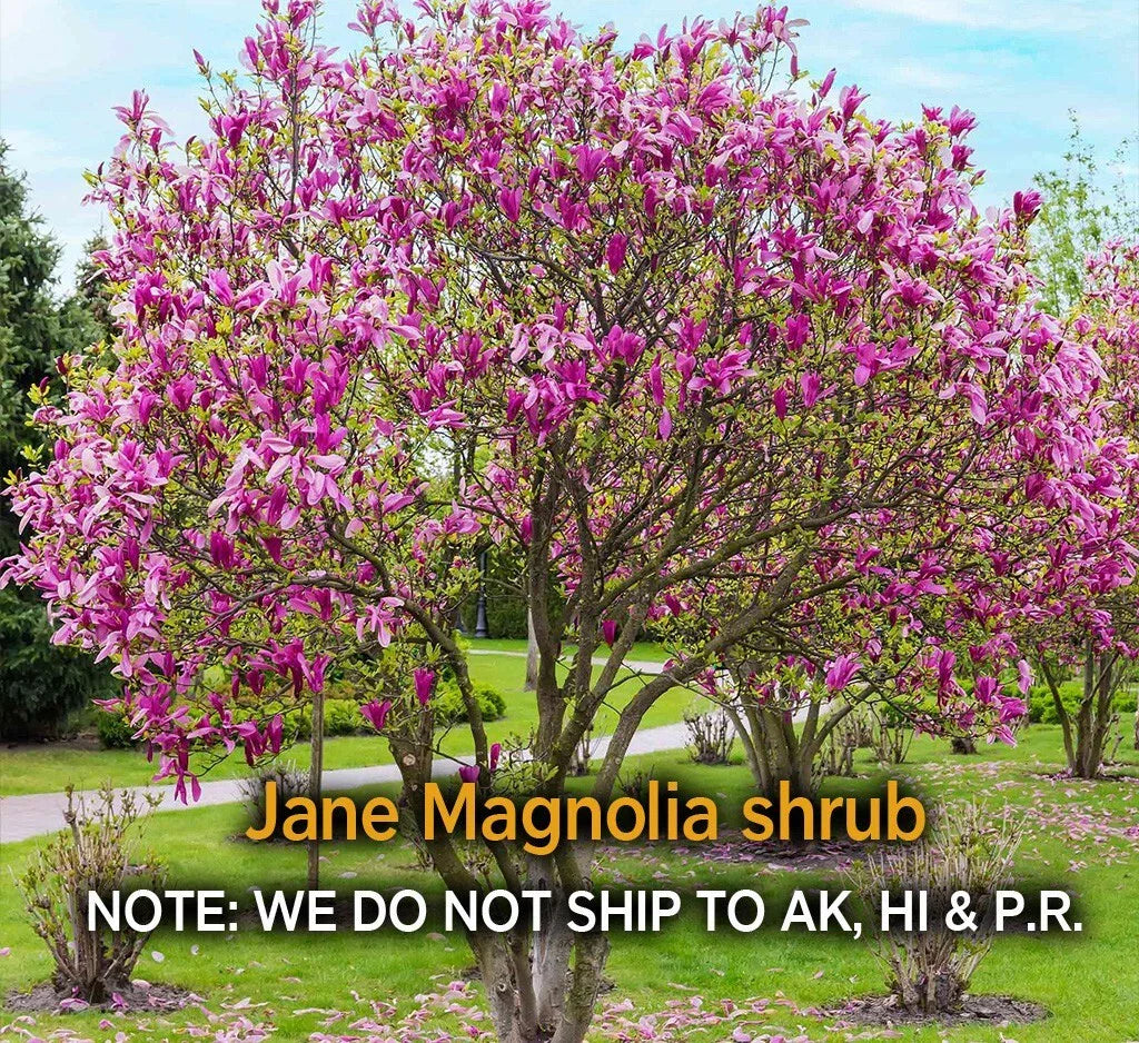 Jane Magnolia Shrub Live Plant - Cold Hardy Magnolia x Jane in 2.5" Pot, Zones 4-7