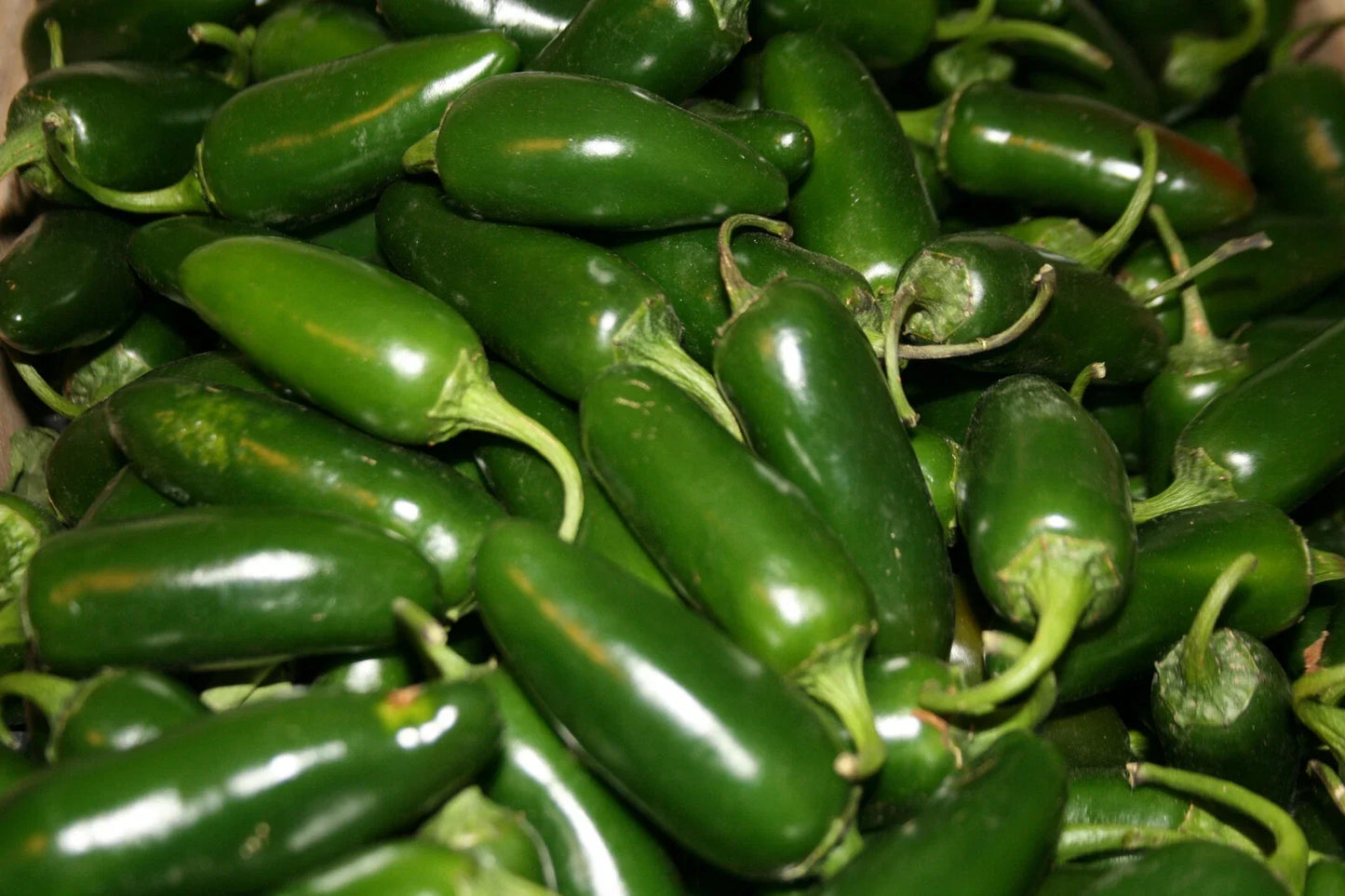 Hot Jalapeno Pepper Seeds Set of 50 – Capsicum annuum, Heirloom, Non-GMO, Spicy Garden Seeds for Home Growing