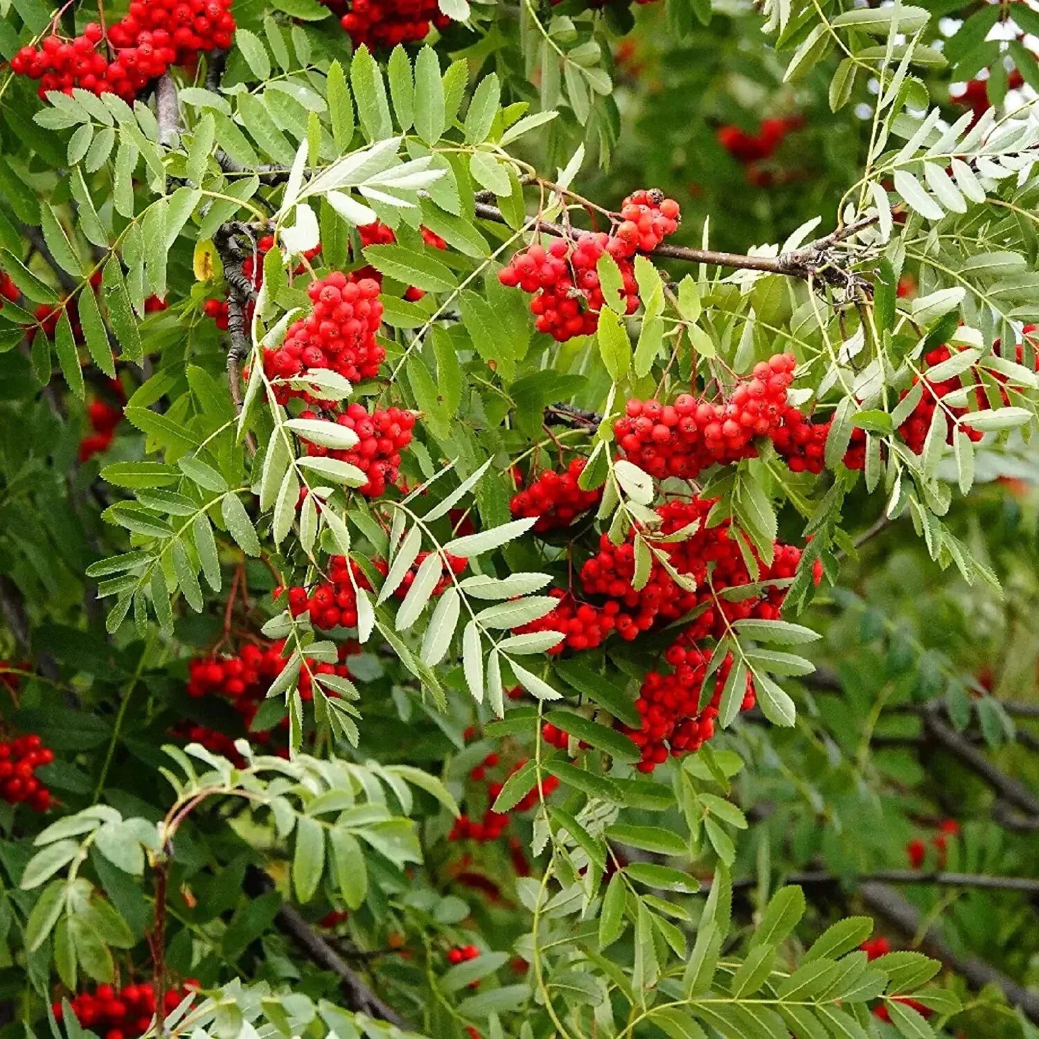Mountain Ash Seeds for Planting, Sorbus Aucuparia, Hardy Tree Seeds, Edible Berries, Native Growers, 10 Pack