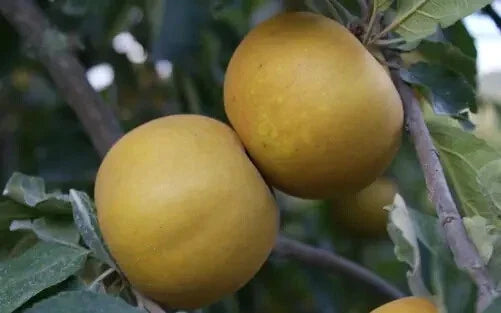 25+ Saint Edmund's Pippin Apple Seeds - Heirloom Malus domestica for Home Garden Planting