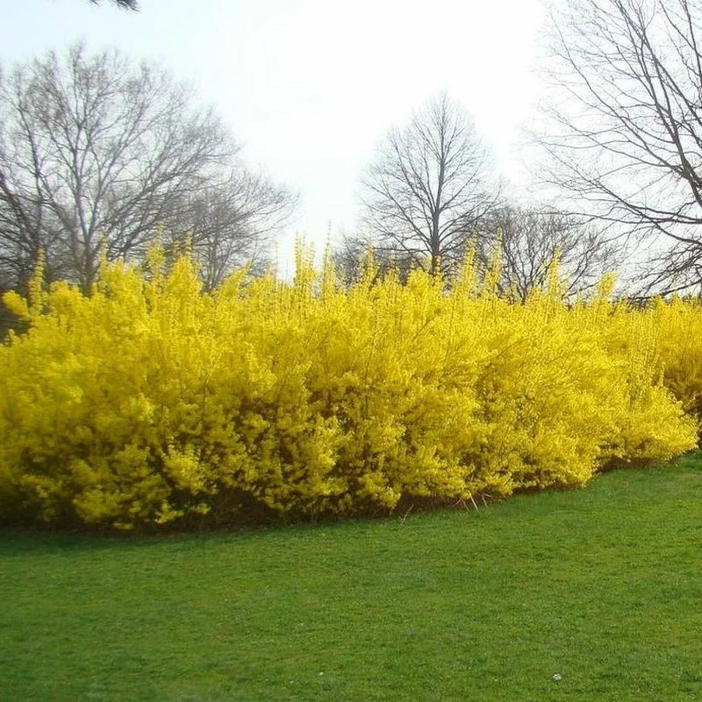 Forsythia Cuttings - 10 No Roots 5-8 Inches Long for Easy Propagation