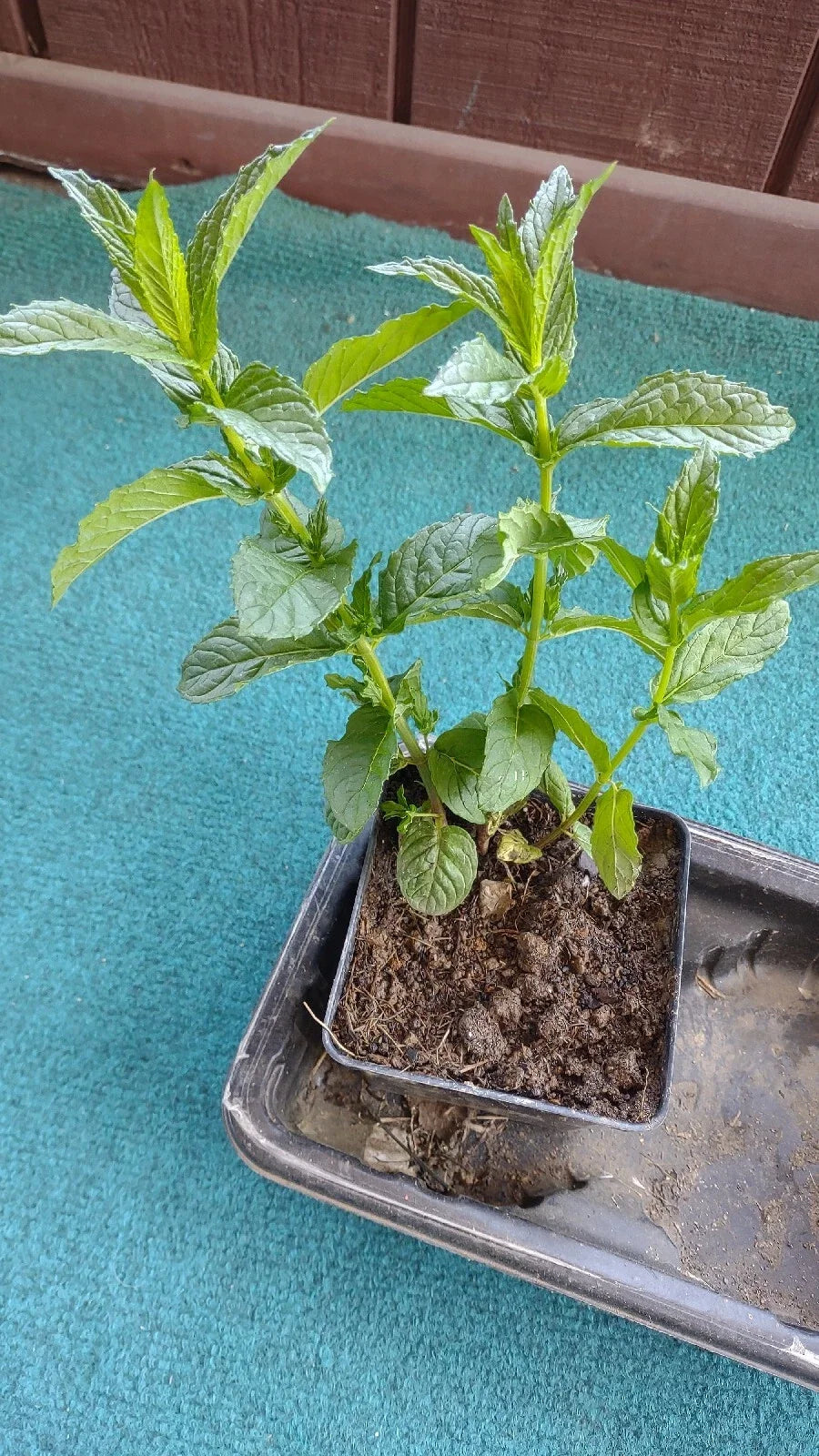 Organic Mojito Mint Plants 3-Pack - Mentha Villosa Perennial Herb, Bare Root, Easy to Grow, Zones 5-9