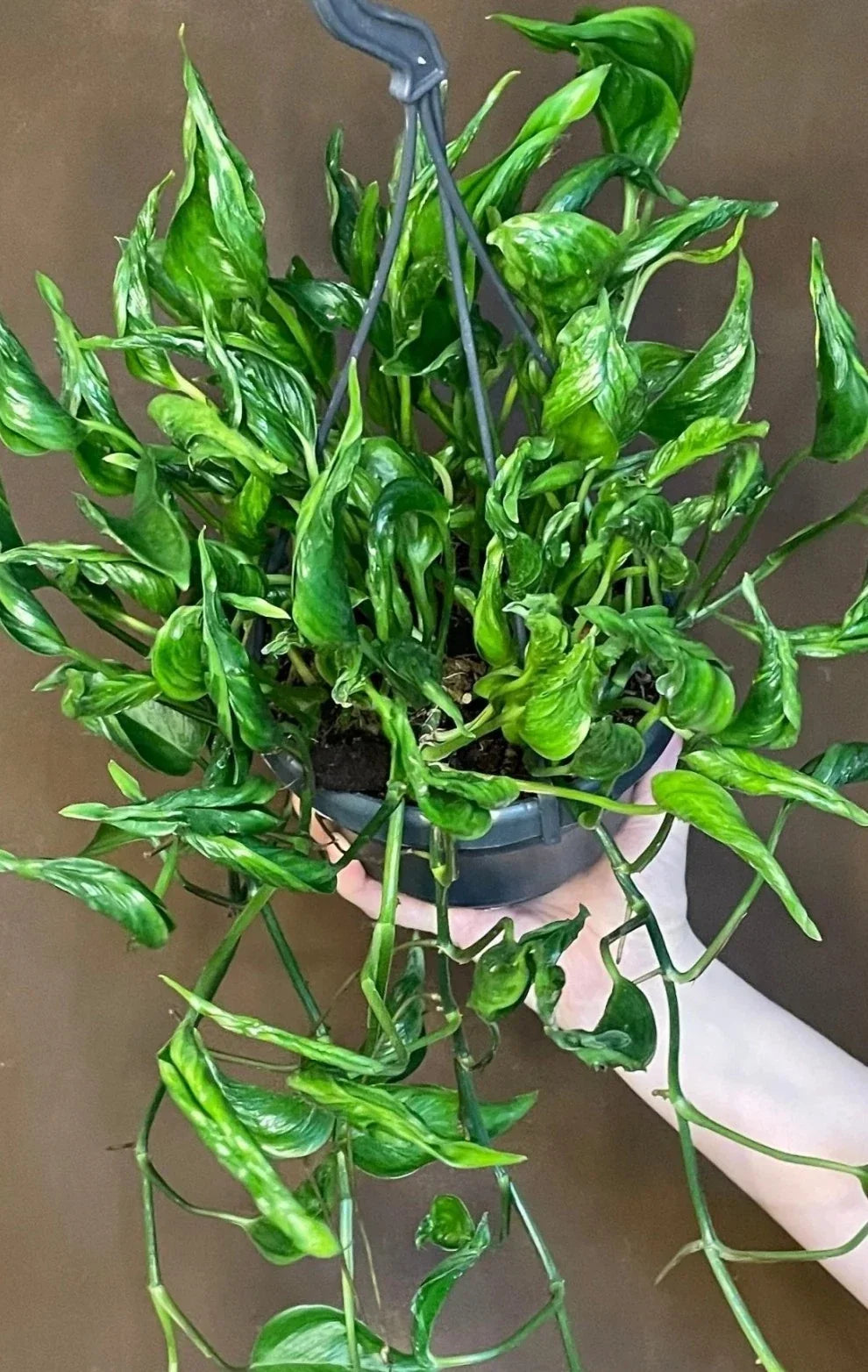 Pothos Cuttings - 3 Fresh Shangri La Epipremnum aureum Propagation Indoor Plant