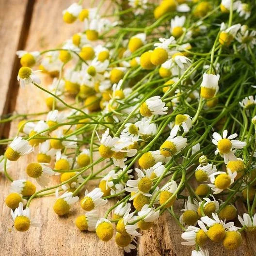 German Chamomile Herb Seeds - Groundcover, Medicinal Tea, Fragrant, Non-GMO, Chamaemelum nobile, Matricaria chamomilla, 1000 Seeds