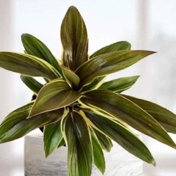Cordyline Fruticosa Live Rooted Starter Plant - Compact, Indoor Houseplant, Tropical Foliage